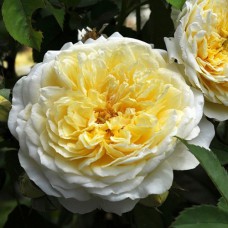 Саджанці троянд Пілігрим (привитий) - 2-річний