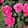 Саджанці троянд Пінк Бум (привитий) - 2-річний
