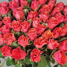 Саджанці троянд Пінк Таказі (привитий) - 2-річний