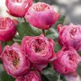 Саджанці троянд Пінк Вувузела (привитий) - 2-річний