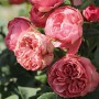 Саджанці троянд Плейфул Рококо (привитий) - 2-річний