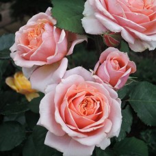 Саджанці троянд Поль Бокюз (привитий) - 2-річний