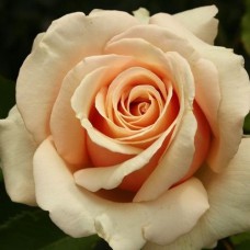 Саджанці троянд Поль Рікар (привитий) - 2-річний