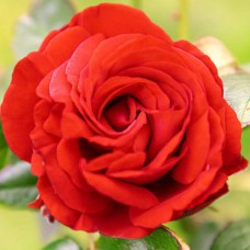 Саджанці троянд Пол Скарлет Клаймер (привитий) - 2-річний