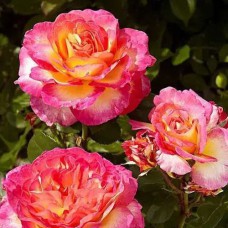 Саджанці троянд Поульсен (привитий) - 2-річний