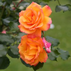 Саджанці троянд Повний Місяць (привитий) - 2-річний