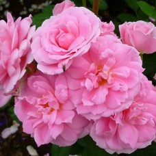 Саджанці троянд Прейрі Джой (привитий) - 2-річний