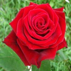 Саджанці троянд Престиж (привитий) - 2-річний