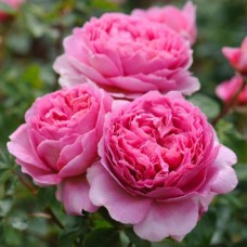 Саджанці троянд Принцеса Олександра Кентська (привитий) - 2-річний