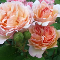 Саджанці троянд Принцесс Шарм (привитий) - 2-річний