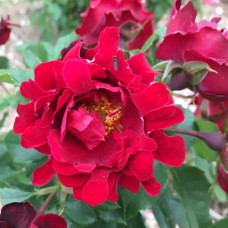 Саджанці троянд Раффлс (привитий) - 2-річний