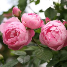 Саджанці троянд Раубріттер (привитий) - 2-річний