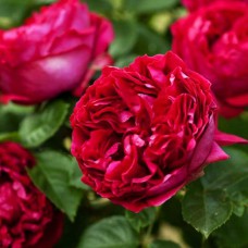 Саджанці троянд Ред Айсберг (привитий) - 2-річний