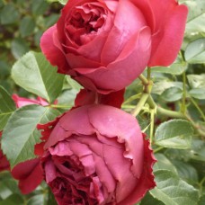 Саджанці троянд Ред Баблс (привитий) - 2-річний