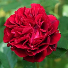 Саджанці троянд Ред Кінг (привитий) - 2-річний