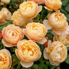 Саджанці троянд Роальд Даль (привитий) - 2-річний