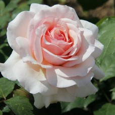 Саджанці троянд Роберто Капуччи (привитий) - 2-річний