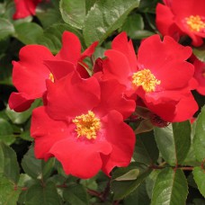 Саджанці троянд Робуста (привитий) - 2-річний