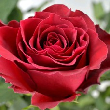 Саджанці троянд Родос (привитий) - 2-річний