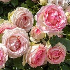 Саджанці троянд Романтик Баблс (привитий) - 2-річний