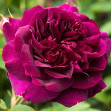 Саджанці троянд Романтика Вишнева (привитий) - 2-річний