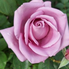 Саджанці троянд Россіон (привитий) - 2-річний