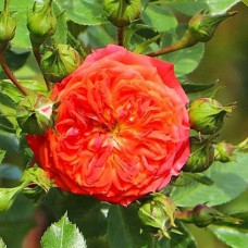 Саджанці троянд Роуз Кармен (привитий) - 2-річний