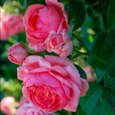 Саджанці троянд Рожева Перлина (привитий) - 2-річний