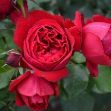 Саджанці троянд Рубан Руж (привитий) - 2-річний