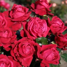 Саджанці троянд Рубі Кісс (привитий) - 2-річний