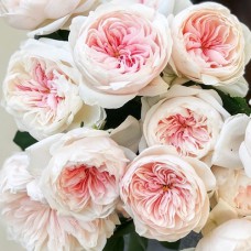 Саджанці троянд Сабріна (привитий) - 2-річний