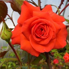 Саджанці троянд Саліта (привитий) - 2-річний