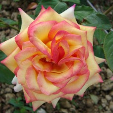 Саджанці троянд Сальвадор (привитий) - 2-річний