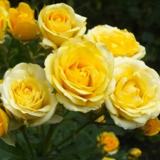 Саджанці троянд Сан Сіті (привитий) - 2-річний