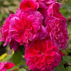 Саджанці троянд Сангрія (привитий) - 2-річний