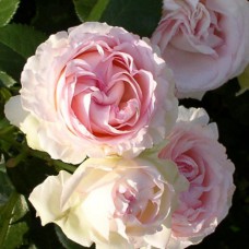 Саджанці троянд Серце Троянди (привитий) - 2-річний