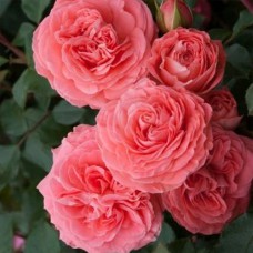 Саджанці троянд Шакенборг (привитий) - 2-річний