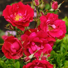 Саджанці троянд Шамплейн (привитий) - 2-річний