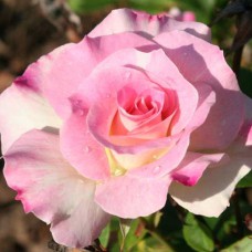 Саджанці троянд Шарль Азнавур (привитий) - 2-річний