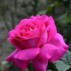 Саджанці троянд Шартрез Де Парм (привитий) - 2-річний