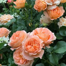 Саджанці троянд Шато Де Вамаркус (привитий) - 2-річний