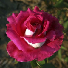 Саджанці троянд Шейла (привитий) - 2-річний