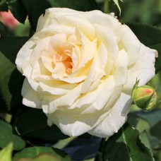 Саджанці троянд Шнеевальцер (привитий) - 2-річний