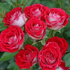 Саджанці троянд Шон Коблензерін (привитий) - 2-річний