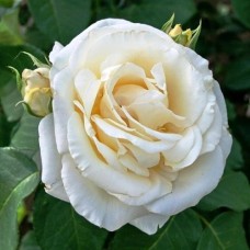 Саджанці троянд Шопен (привитий) - 2-річний