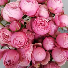 Саджанці троянд Сільва Пінк (привитий) - 2-річний