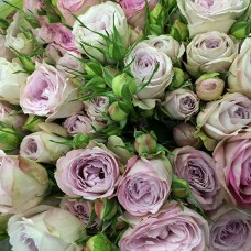 Саджанці троянд Сільвер Баблс (привитий) - 2-річний