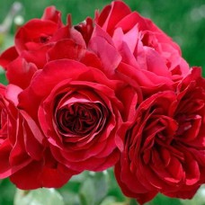 Саджанці троянд Сімпаті (привитий) - 2-річний