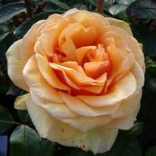 Саджанці троянд Сьюзі (привитий) - 2-річний