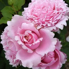 Саджанці троянд Софі Роша (привитий) - 2-річний